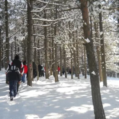 Šetnja januar 2011.